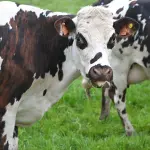 ECOALP 2050, ad Aosta una conferenza sui piani pastorali e la gestione sostenibile degli alpeggi