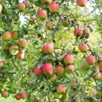 Valle d’Aosta, contributi per il settore agroalimentare: al via il bando SRD13