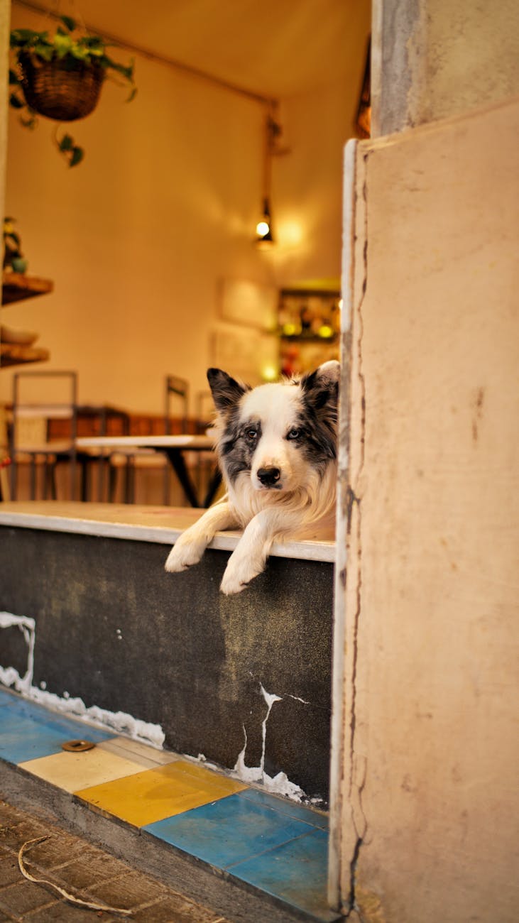 Aosta, avviso per il “Dogs Village”: verifica interesse operatori UE