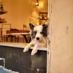 Aosta, avviso per il “Dogs Village”: verifica interesse operatori UE