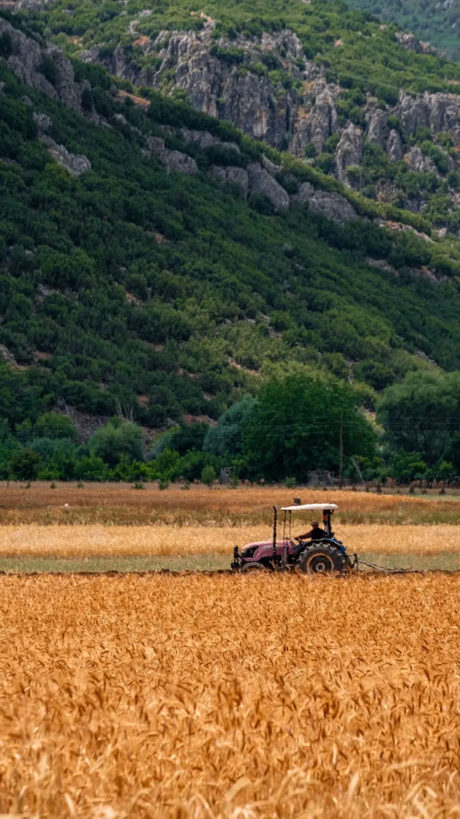 La Valle d’Aosta sostiene le aziende agricole con contributi fino al 60% per investimenti, energia rinnovabile e competitività.