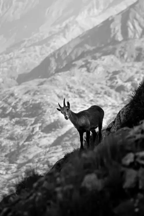 Saint-Pierre, al Museo di Scienze naturali una mostra sulla biodiversità del Gran Paradiso