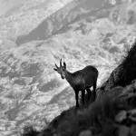 Saint-Pierre, al Museo di Scienze naturali una mostra sulla biodiversità del Gran Paradiso